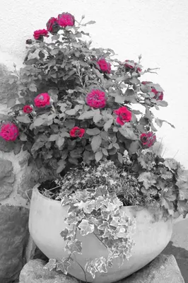 a planter filled with pink flowers sitting next to a wall at Grumserhof in Merano
