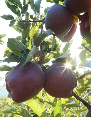 a bunch of apples hanging from a tree at Grumserhof in Merano