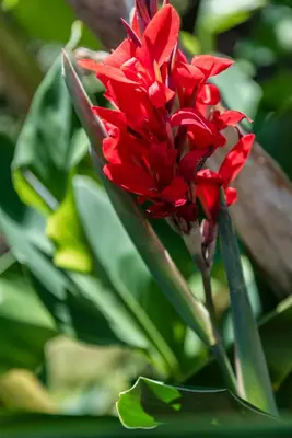 a red flower on a plant with green leaves at Residence Fischerhof in Tirolo