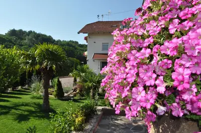 a group of white and yellow tulips in a garden at Garni San Paolo in Appiano sulla Strada del Vino