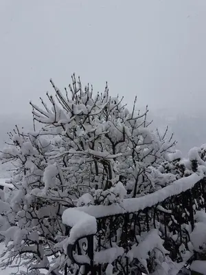 a tree covered in snow next to a fence at Albert - Bon Di in Santa Cristina in Val Gardena