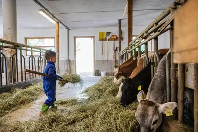 a young boy feeding cows in a barn with hay at Haubenthal in Villabassa