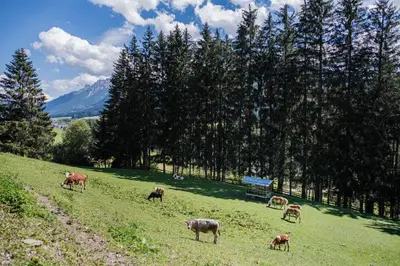 a group of cows grazing on a hill in a field at Haubenthal in Villabassa