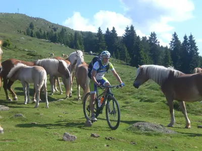 a man riding a bike in front of a herd of horses at Schötzerhof in Meltina