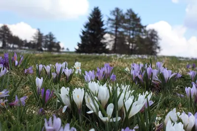 a field of purple and white flowers in a field at Schötzerhof in Meltina