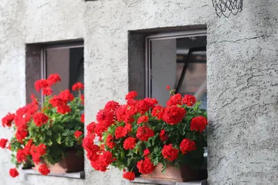 a bunch of red flowers in a window sill at Haller Hof in Tirolo