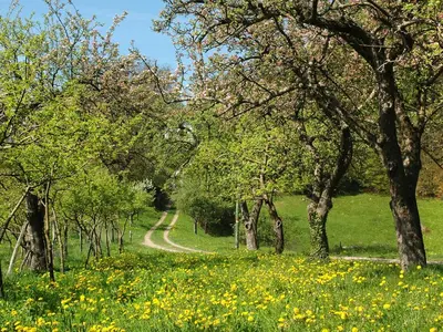 a path through a field with trees and yellow flowers at Gasthaus Gasteiger in Lagundo