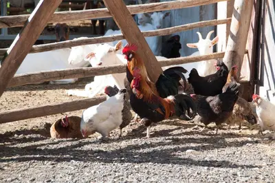 a group of chickens standing next to a fence at App Unterhoezlhof in Valdaora