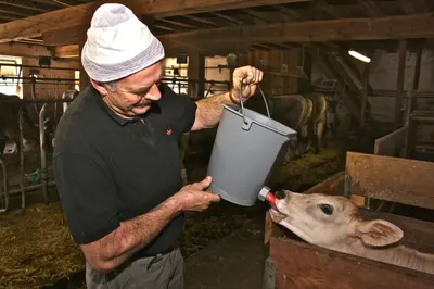 a man is feeding a cow in a barn at Solerhof in Laion