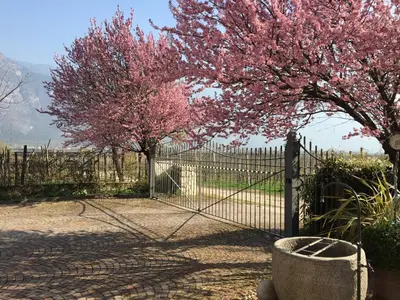 a fence with a gate with two trees with pink flowers at Ferienwohnung Eichnerhof in Magrè allʼ Adige