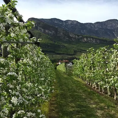 a row of apple trees in a field of flowers at Ferienwohnung Eichnerhof in Magrè allʼ Adige