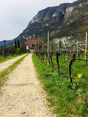 a dirt road next to a vineyard with vines at Ferienwohnung Eichnerhof in Magrè allʼ Adige