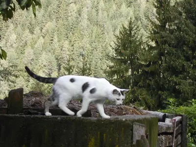 a white and black cat walking on a fence at Gedrarzerhof in Luson