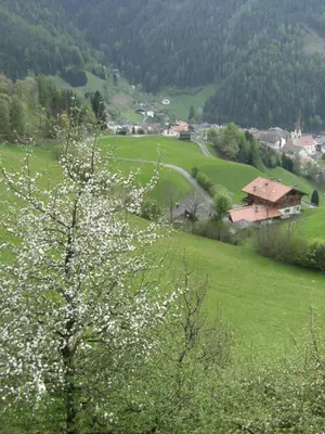 a tree with white flowers in a green field at Gedrarzerhof in Luson