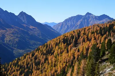 a mountain valley with trees with mountains in the background at Leitenhof in Val di Vizze