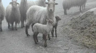 a herd of sheep standing on a dirt road at Arche Hof Bichler in Gais