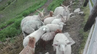 a herd of sheep standing on a dirt road at Arche Hof Bichler in Gais