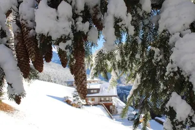 a palm tree covered in snow with a house in the background at Untertalhof in Castelrotto