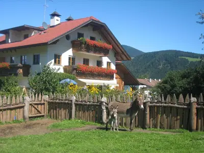 a cat is standing next to some flowers at Appartements Färberhof in Valdaora