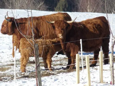 two cows standing next to each other in the snow at Hölzlhof in Brunico