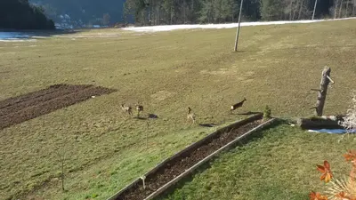 a group of animals walking in a field at Parlunkhof in Castelrotto
