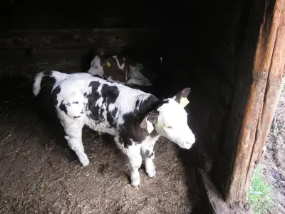 a black and white cow standing in a barn at Parlunkhof in Castelrotto