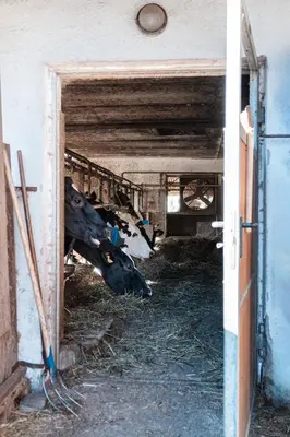 a group of cows eating hay in a barn at Lüch da Morgnun in San Vigilio Di Marebbe