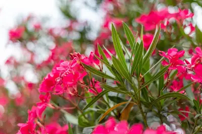 a bunch of pink flowers in a garden at Haus Piger in Termeno