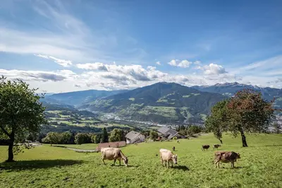a group of cows grazing in a field with mountains at Platzbon in Bressanone