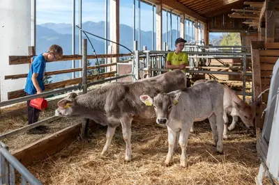 two boys are looking at three cows in a barn at Platzbon in Bressanone