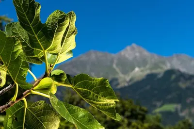 a branch of a tree with mountains in the background at Biohof Niedereben in Rablà