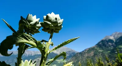 a cactus plant with mountains in the background at Biohof Niedereben in Rablà