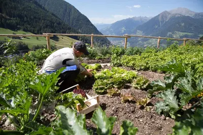 a man is working in a vegetable garden at Unterer Obereggerhof in San Leonardo in Passiria