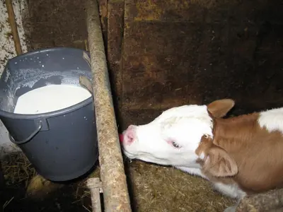 a brown and white cow laying next to a bucket of milk at Tinahof in Selva di Val Gardena