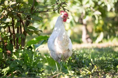 a white chicken is standing in the grass at Ferienwohnungen Hochbrunner in Terlano
