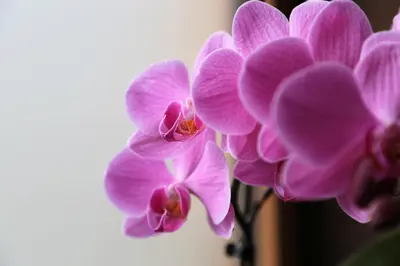 a bunch of purple orchid flowers in a vase at Ferienhof Weingenuss in Cortina Sulla Strada Del Vino