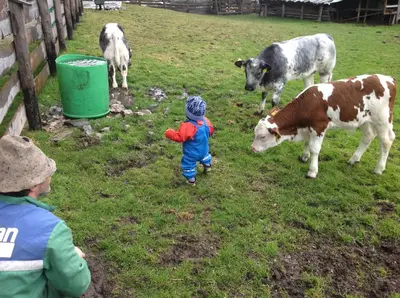 a child standing in a field looking at a cow at Ciasa Orzun in San Vigilio Di Marebbe