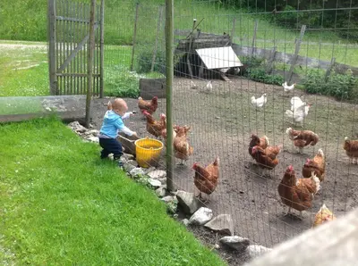 a little boy feeding chickens in a cage at Ciasa Orzun in San Vigilio Di Marebbe