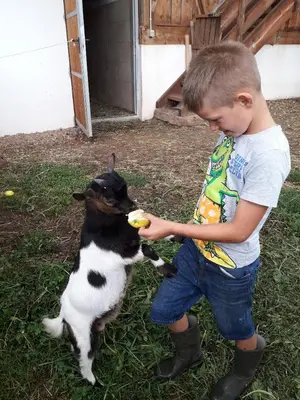a young boy feeding a dog a ball at Gasserhof Chalets in Meltina