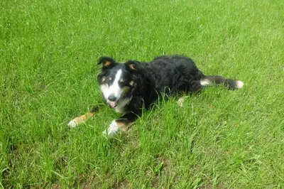 a black and white dog laying in the grass at Gasserhof Chalets in Meltina