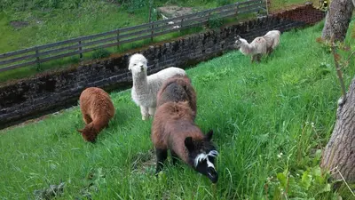 a group of llamas and sheep standing in a field at B&B El Molin in Cavalese