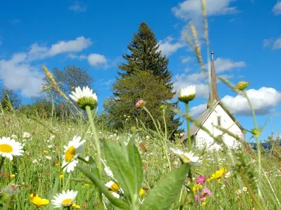 a field of flowers with a church in the background at Haus Gilli in Lagundo