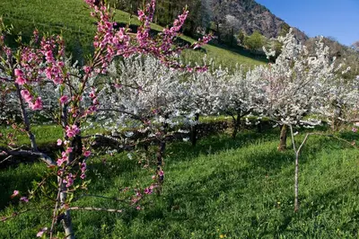 a row of apple trees in a field with pink flowers at Haus Gilli in Lagundo