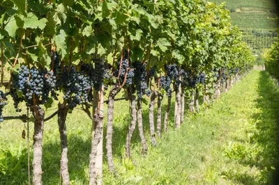 a row of trees in a field with blueberries at Weingut Morandell in Caldaro