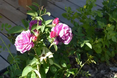 two pink flowers in a bush next to a fence at Haus Bernard in Siusi