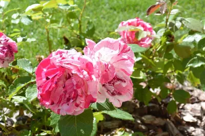 a group of pink flowers in a garden at Haus Bernard in Siusi