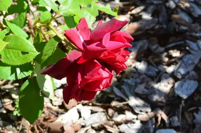 a red flower is growing on the ground at Haus Bernard in Siusi