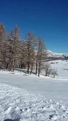 a snow covered field with trees in the background at Haus Bernard in Siusi