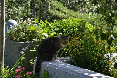 a cat sitting on top of a concrete planter at Burggräflerhof in Lana
