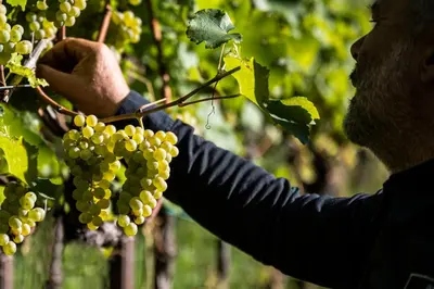 a man is picking grapes from a tree at Grottnerhof in Fiè